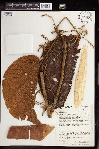 Image Associated With the Occurrence