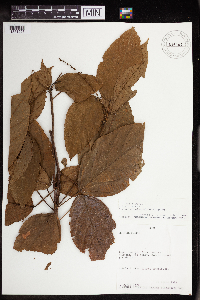 Image Associated With the Occurrence