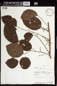 Image Associated With the Occurrence