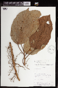 Image Associated With the Occurrence