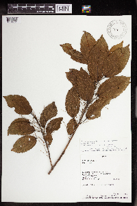 Image Associated With the Occurrence