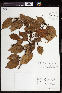 Image Associated With the Occurrence