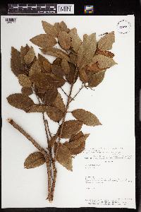 Image Associated With the Occurrence