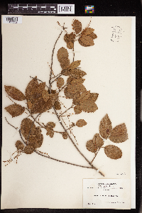 Image Associated With the Occurrence