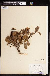 Image Associated With the Occurrence