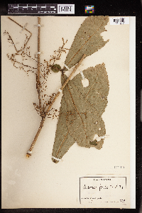 Image Associated With the Occurrence