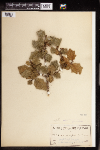 Image Associated With the Occurrence