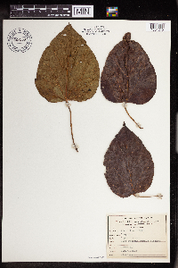 Image Associated With the Occurrence