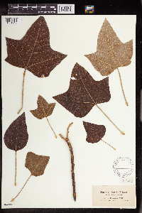 Aleurites moluccanus image