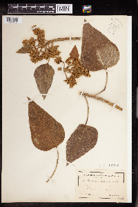 Aleurites moluccanus image