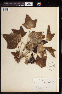 Aleurites moluccanus image