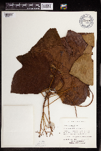 Image Associated With the Occurrence