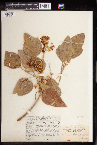 Aleurites moluccanus image