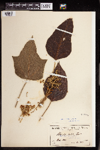 Aleurites moluccanus image