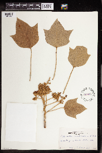 Aleurites moluccanus image