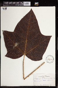 Aleurites moluccanus image