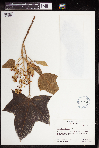 Aleurites moluccanus image