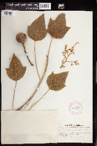 Aleurites moluccanus image