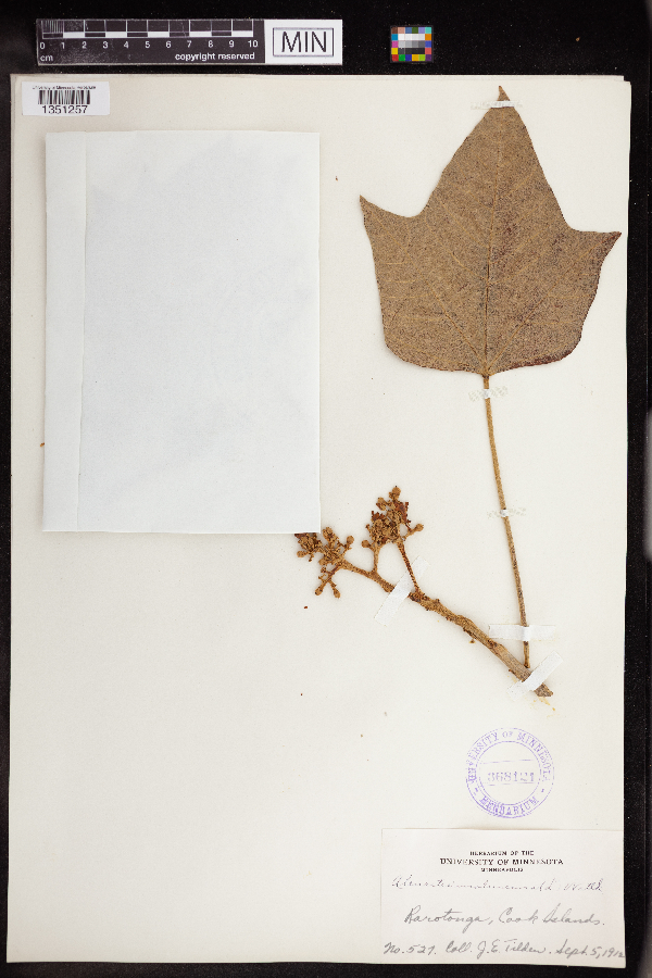 Aleurites moluccanus image