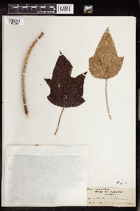 Aleurites moluccanus image