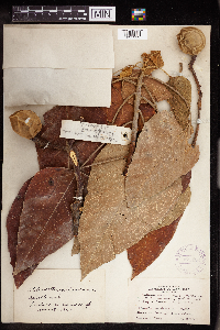 Aleurites moluccanus image