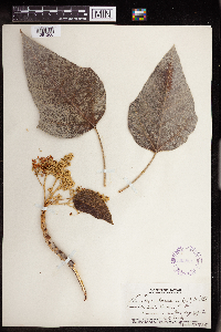 Aleurites moluccanus image