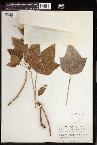 Aleurites moluccanus image