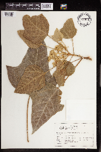 Aleurites moluccanus image