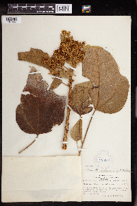 Aleurites moluccanus image