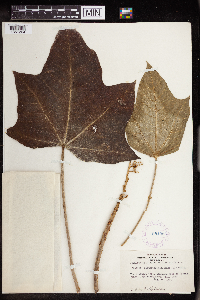 Aleurites moluccanus image