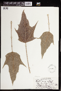 Aleurites moluccanus image