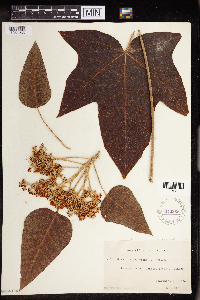 Aleurites moluccanus image