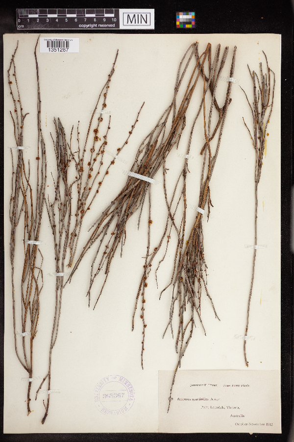 Amperea spartioides image