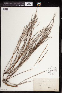 Amperea spartioides image