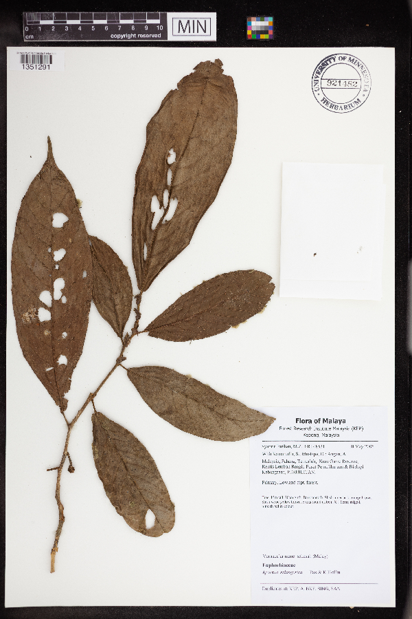 Aporosa selangorica image