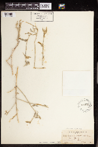 Argythamnia lanceolata image