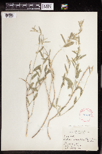 Argythamnia lanceolata image