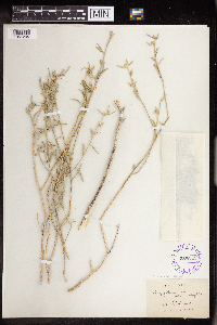 Argythamnia lanceolata image