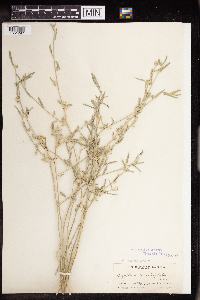 Argythamnia lanceolata image