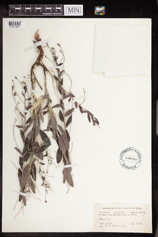 Argythamnia mercurialina image