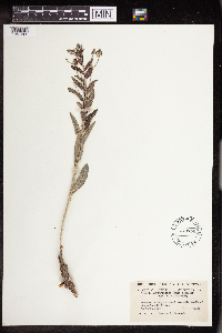 Argythamnia mercurialina image