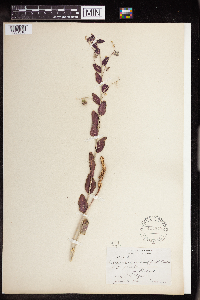 Argythamnia mercurialina image