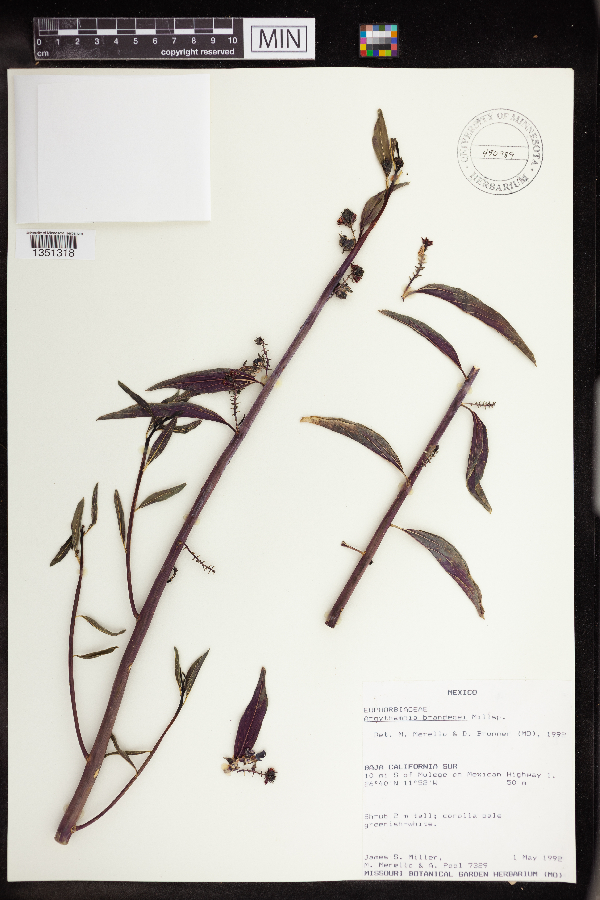 Argythamnia brandegeei image