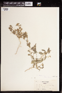 Argythamnia lanceolata image