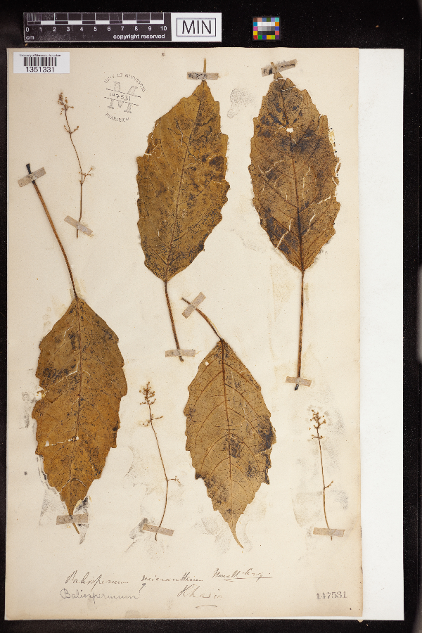 Baliospermum calycinum image