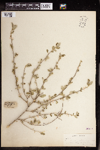 Bernardia myricifolia image
