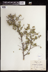 Bernardia myricifolia image