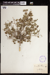 Bernardia myricifolia image