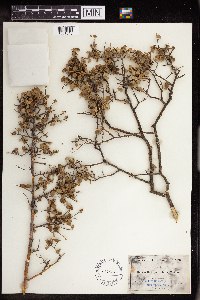 Bernardia myricifolia image