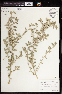 Bernardia myricifolia image